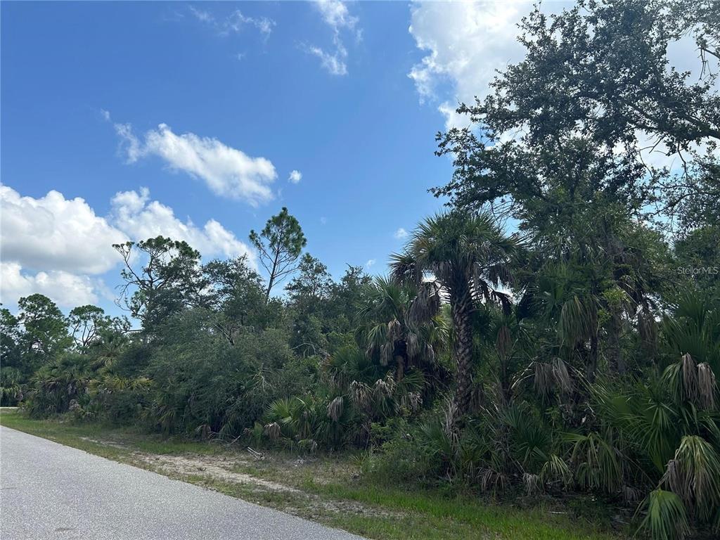 A paved road runs alongside a densely wooded lot with palm trees and native vegetation — 3288 MONARCH STREET, PORT CHARLOTTE, FL
