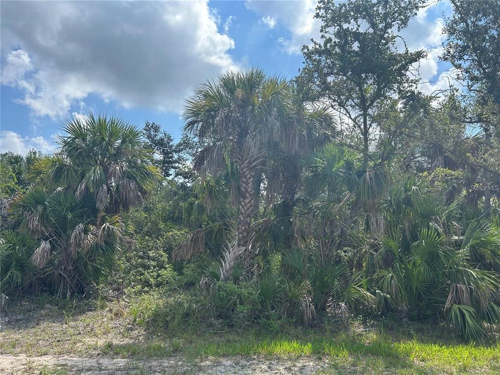 A dense cluster of palm trees and native vegetation stands on a sunny, undeveloped lot — 3288 MONARCH STREET, PORT CHARLOTTE, FL