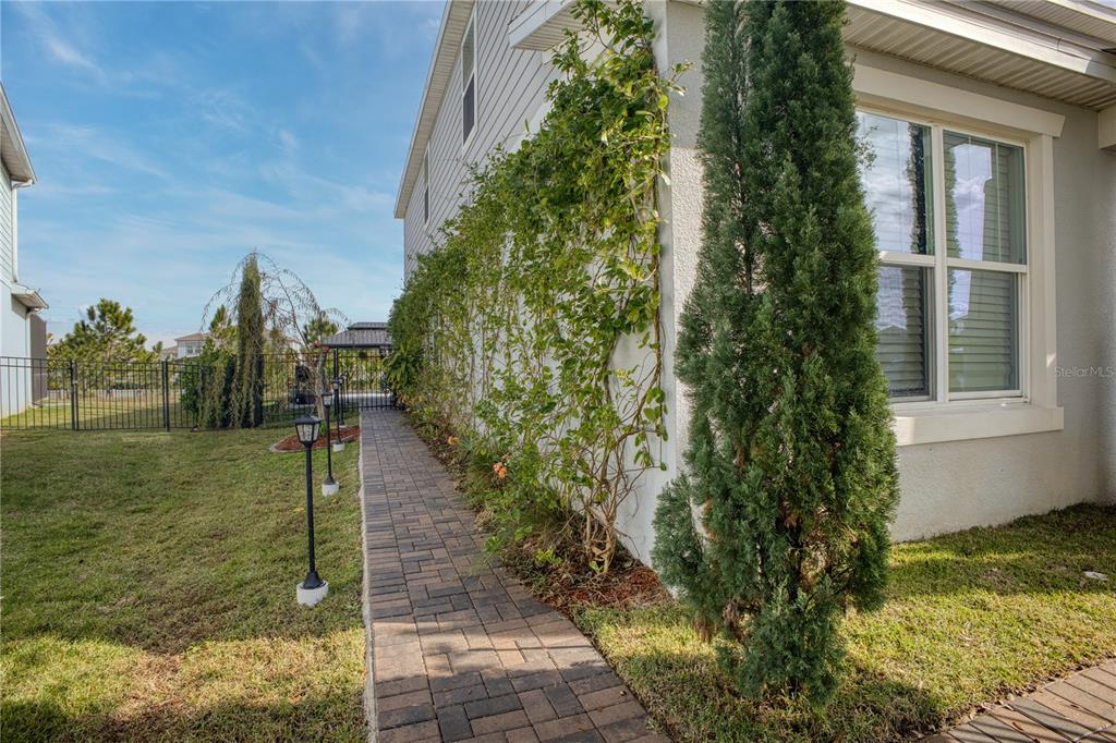 A paved walkway runs alongside a house exterior featuring climbing vines and a tall evergreen — 3262 HANGING TIDE STREET, WINTER GARDEN, FL