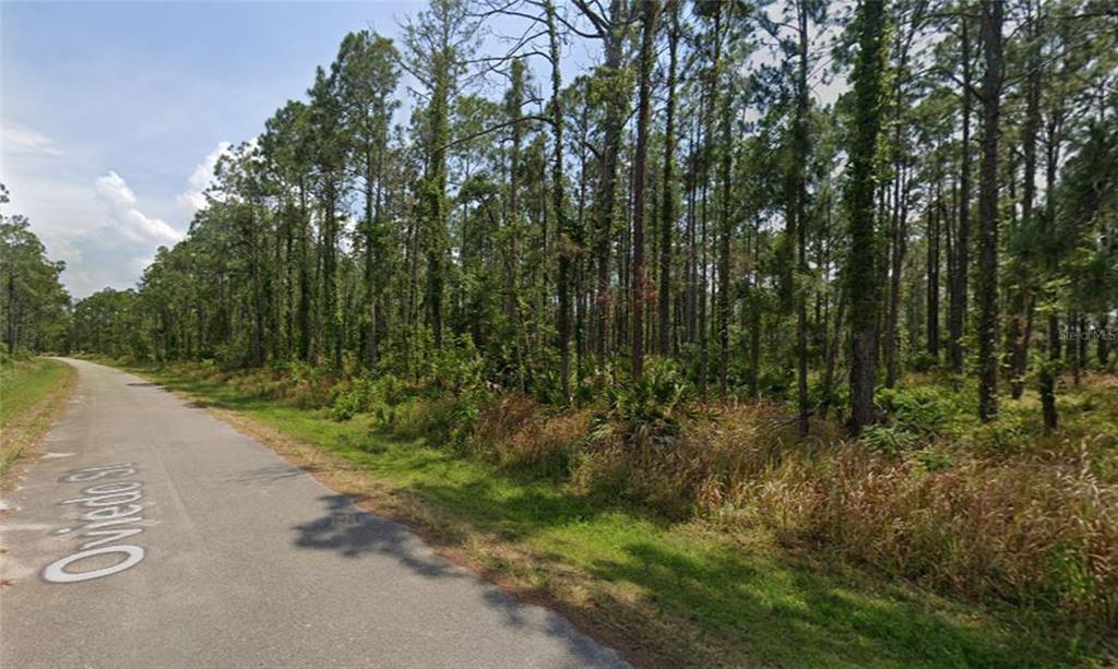 A paved road runs alongside a wooded lot with tall pine trees and dense undergrowth — 8931 OVIEDO STREET, SEBRING, FL