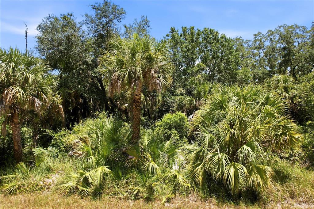 A dense cluster of palm trees and native vegetation grows in a wooded outdoor area — 18426 SAGAMORE AVENUE, PORT CHARLOTTE, FL