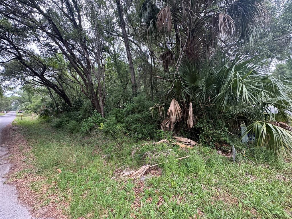 A view of a wooded, overgrown residential lot bordering a paved road — 874 N SAVARY AVENUE, INVERNESS, FL