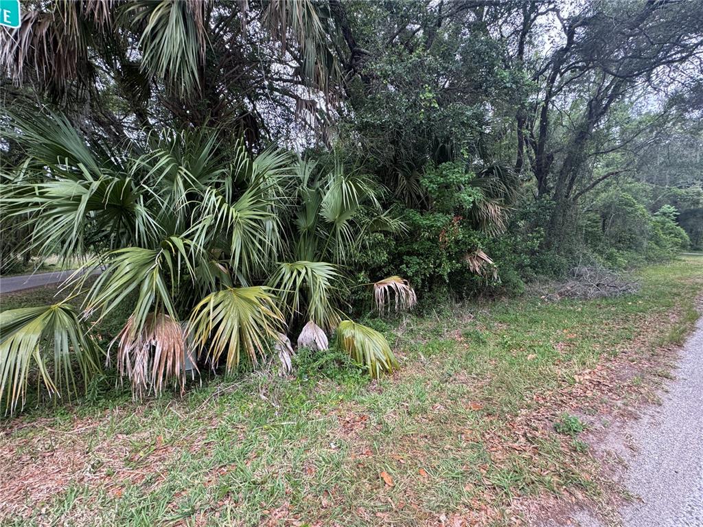 A view of a grassy roadside with palm trees and dense woods in the background — 874 N SAVARY AVENUE, INVERNESS, FL
