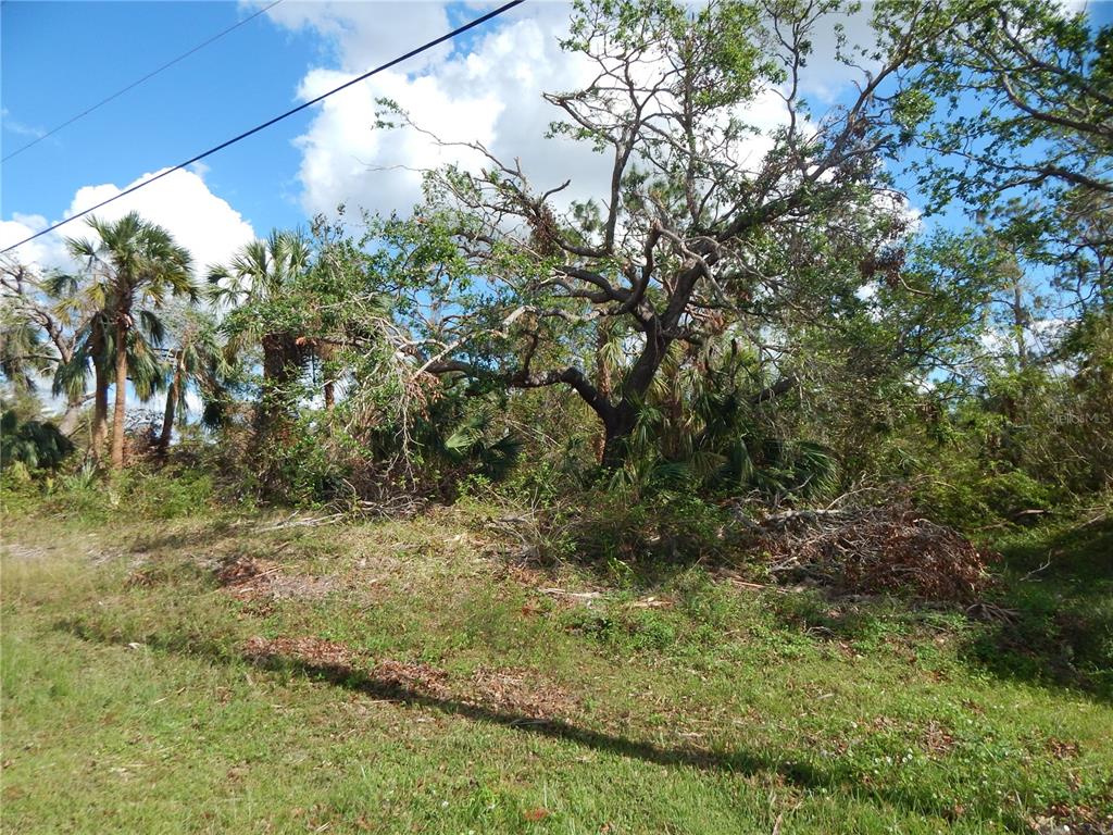 A grassy lot features a large, mature tree surrounded by dense brush and palm trees — 1292 EPPINGER DRIVE, PORT CHARLOTTE, FL
