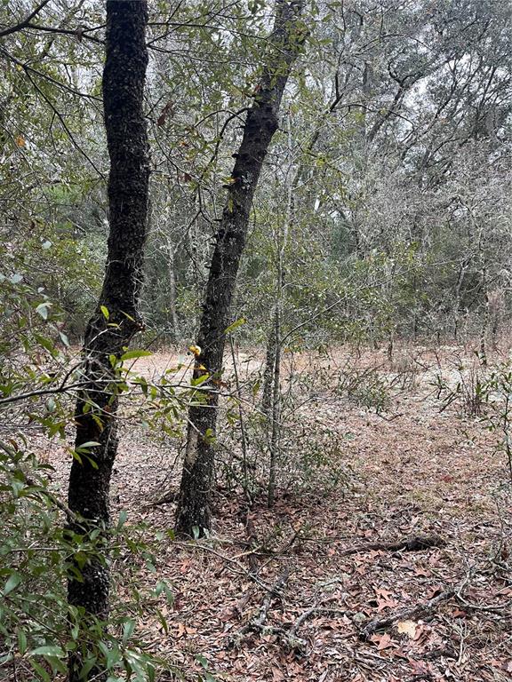 A wooded lot with scattered trees, fallen branches, and a ground cover of dry leaves — Lot 36 SW MONINES COURT, DUNNELLON, FL