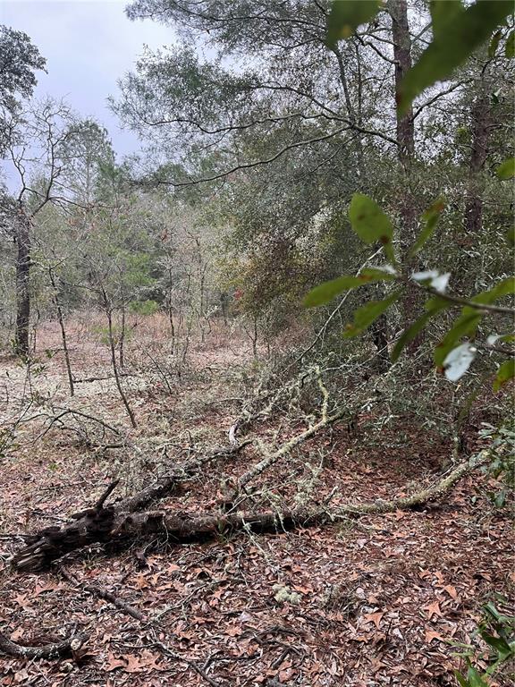 A view of a wooded lot with two prominent trees in the foreground — Lot 36 SW MONINES COURT, DUNNELLON, FL