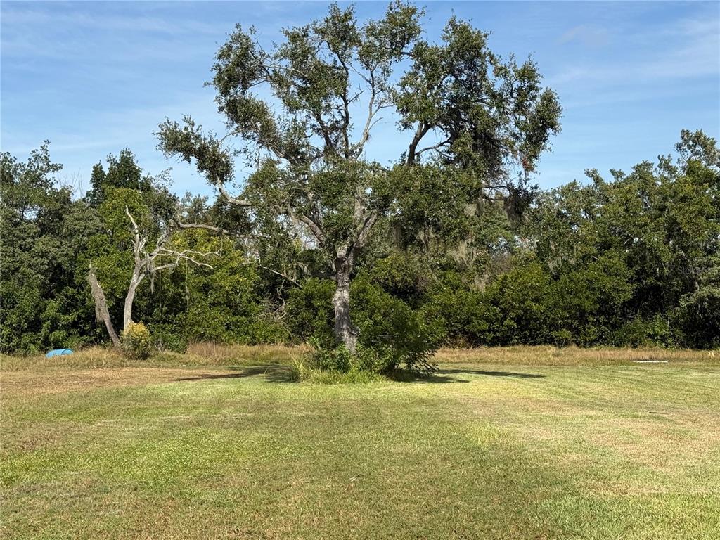 A large oak tree stands in the center of a grassy, open field — 916 PINEY POINT ROAD, PALMETTO, FL