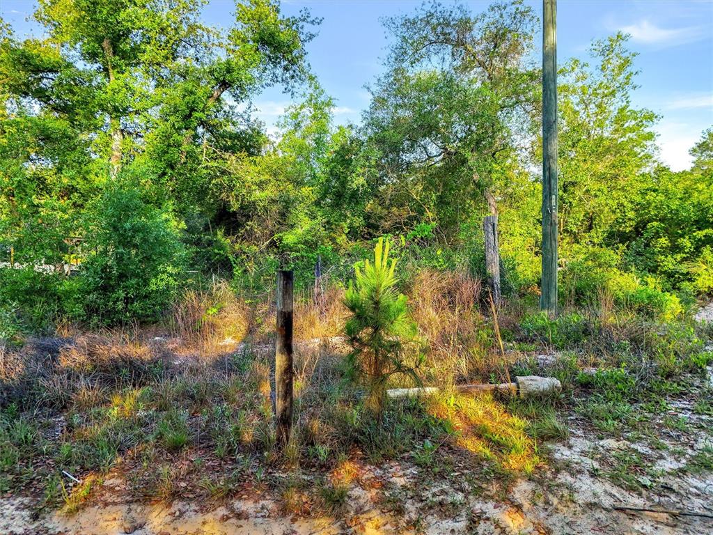 A small pine tree stands in a grassy, wooded lot with a utility pole nearby — JEWELL DRIVE, DELAND, FL