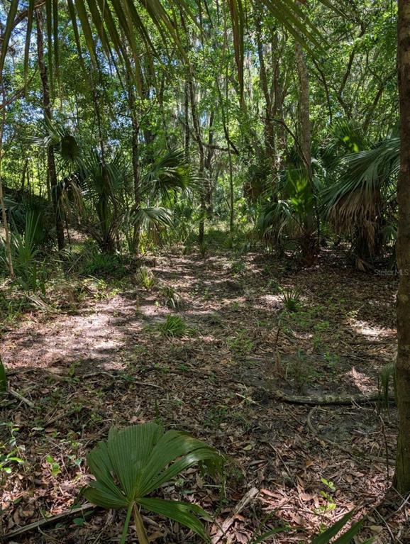 A wooded lot with dense trees, palmetto plants, and a leaf-covered ground surface — 0 NW 202ND PLACE, MC INTOSH, FL