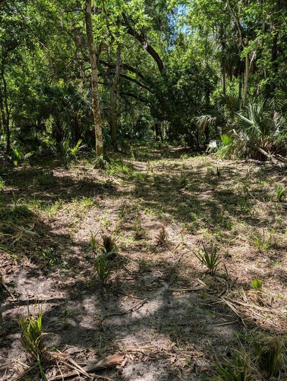 A dirt path leads through a wooded area with dense trees and small palm plants — 0 NW 202ND PLACE, MC INTOSH, FL