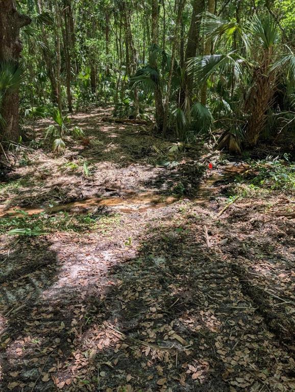 A wooded area features a small, muddy stream flowing through a clearing with palm trees — 0 NW 202ND PLACE, MC INTOSH, FL