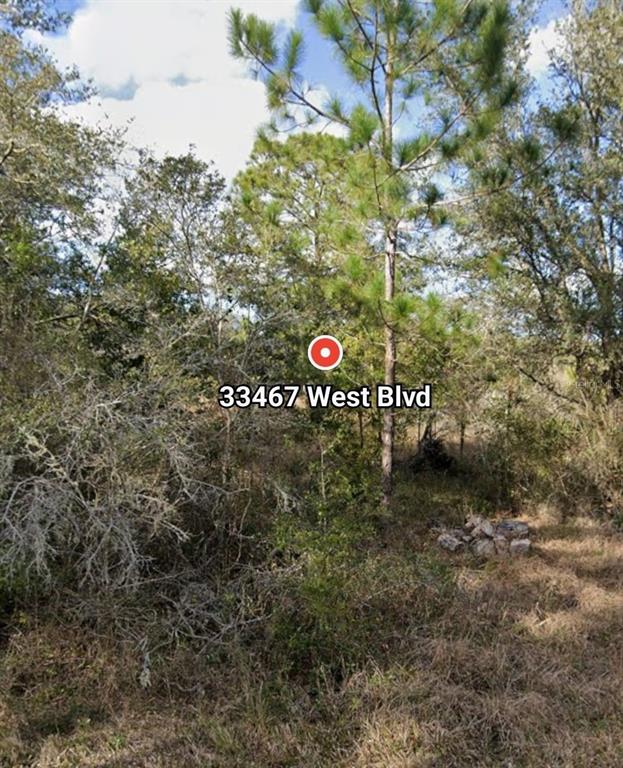 A wooded lot features a tall pine tree and dense underbrush under a cloudy sky — 33467 WEST BOULEVARD, WEBSTER, FL