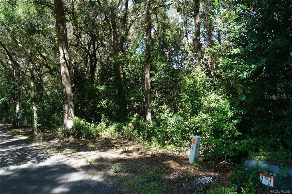 A wooded, undeveloped residential lot sits adjacent to a paved road — 3505 N WOODGATE DRIVE, BEVERLY HILLS, FL