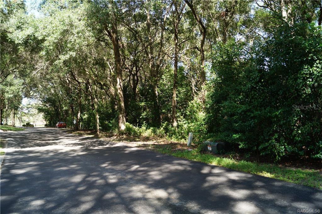 A paved road runs alongside a wooded lot with dense trees and foliage — 3505 N WOODGATE DRIVE, BEVERLY HILLS, FL