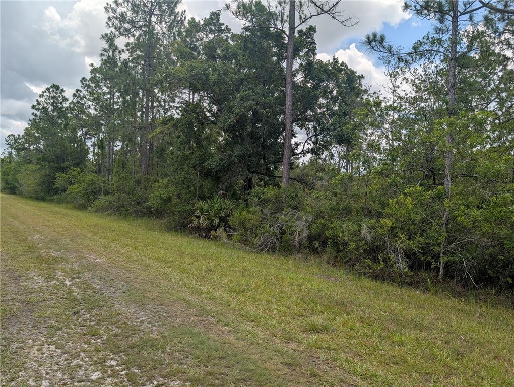 A grassy path runs alongside a dense line of trees and shrubs under a cloudy sky — 519 CAMELLIA DRIVE, INDIAN LAKE ESTATES, FL