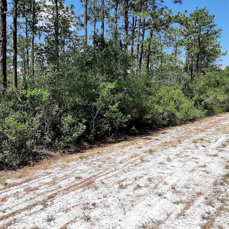 A sandy path runs alongside a dense line of trees and shrubs under a blue sky — 211 CAMELLIA DRIVE, INDIAN LAKE ESTATES, FL