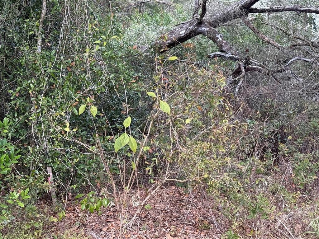0 HILDA RD, DADE CITY, FL — photo 4 of 6