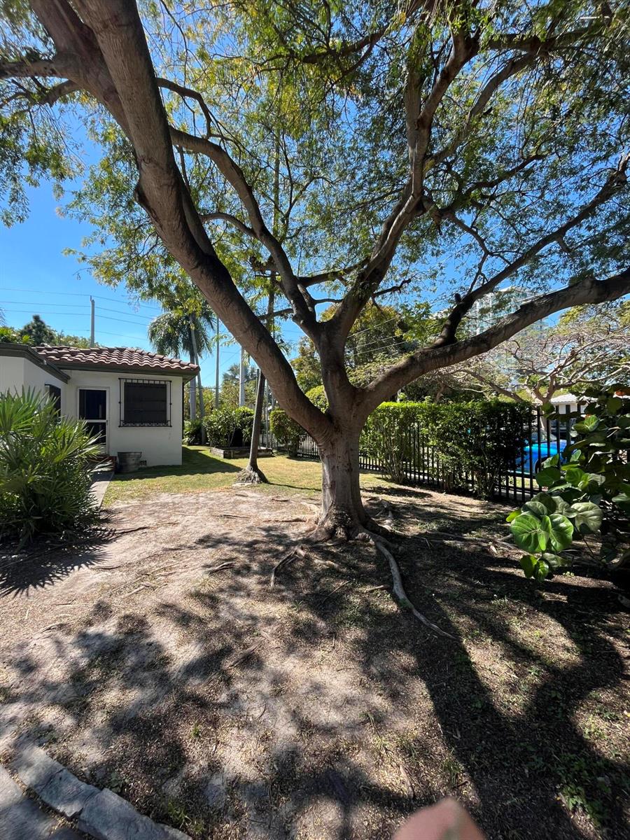 A large tree stands in a sandy yard next to a small house with a fence — 175 SW 25th Road, Miami FL 33129, MIAMI, FL