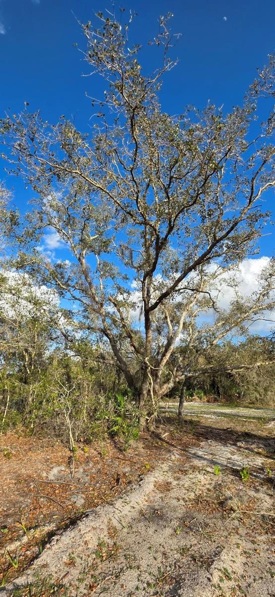 A large, mature tree stands in a sandy, partially cleared lot under a blue sky — 18678 NW 284 st, Okeechobee FL 34972, OKEECHOBEE, FL