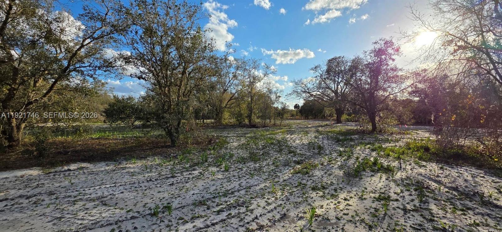 A sandy, partially cleared lot features scattered trees under a bright, sunny sky — 18678 NW 284 st, Okeechobee FL 34972, OKEECHOBEE, FL