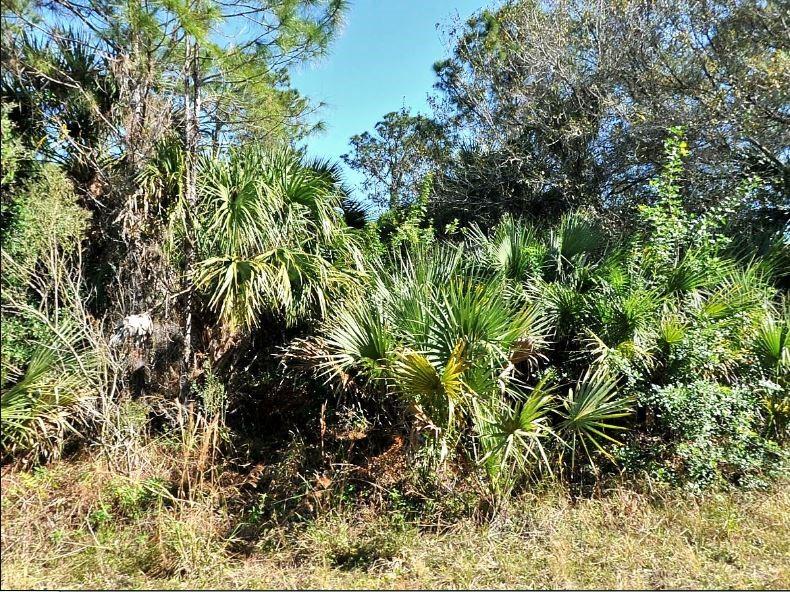 A dense thicket of saw palmetto plants and trees grows in a sunny outdoor area — ANNATTO STREET, NORTH PORT, FL