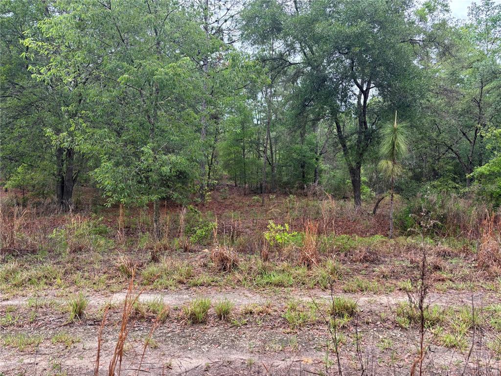 A dirt road runs in front of a wooded lot with dense trees and brush — 0000 SW 19TH PLACE, OCALA, FL