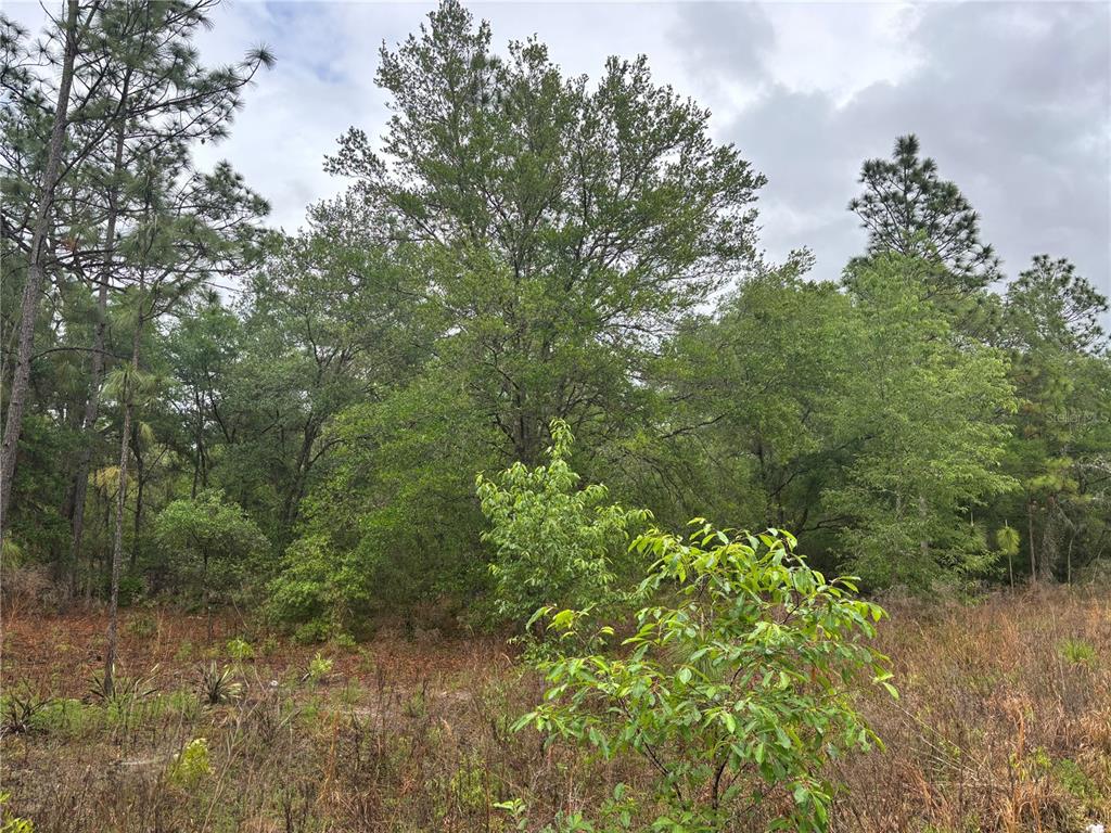 A wooded lot with tall pine and oak trees under a cloudy sky — 0000 SW 19TH PLACE, OCALA, FL