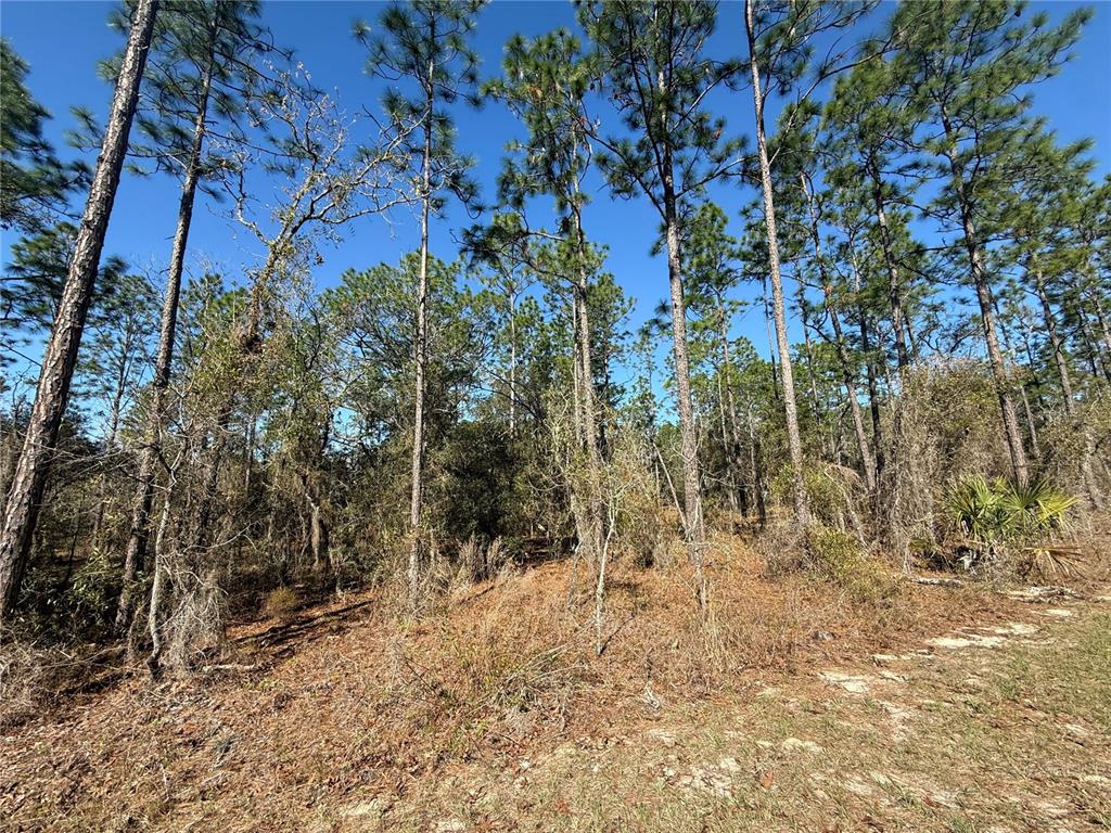 A wooded lot with tall pine trees and dry, grassy ground under a clear sky — Lot 13 SE 129 COURT, DUNNELLON, FL