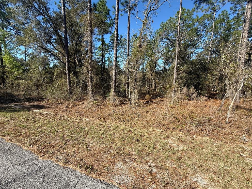 A paved road borders a wooded lot with pine trees and dry ground cover — Lot 13 SE 129 COURT, DUNNELLON, FL