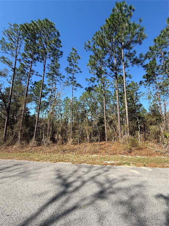 A paved road sits in front of a wooded lot with tall pine trees — Lot 13 SE 129 COURT, DUNNELLON, FL