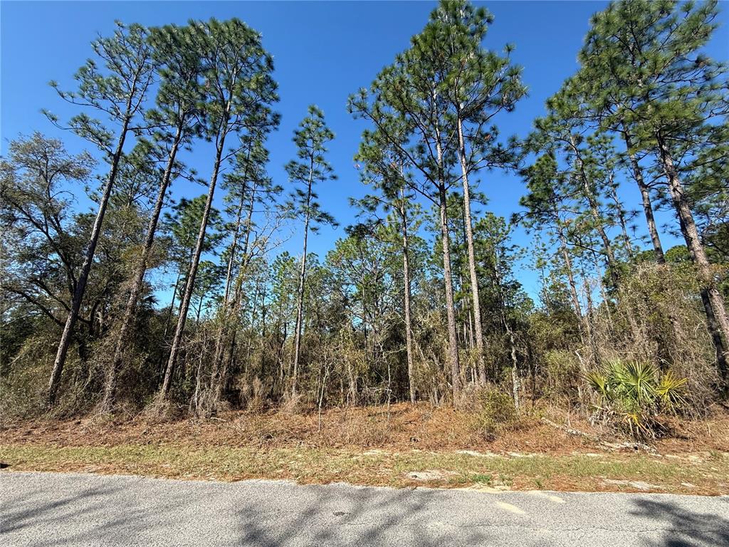 A paved road runs in front of a wooded lot with tall pine trees — Lot 13 SE 129 COURT, DUNNELLON, FL