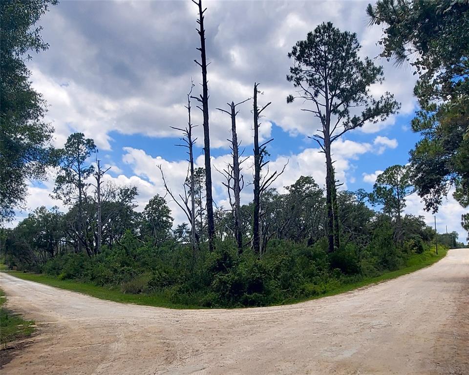 A dirt road forks in front of a wooded area with several tall, bare trees — CORAL ROCK DRIVE, WEBSTER, FL