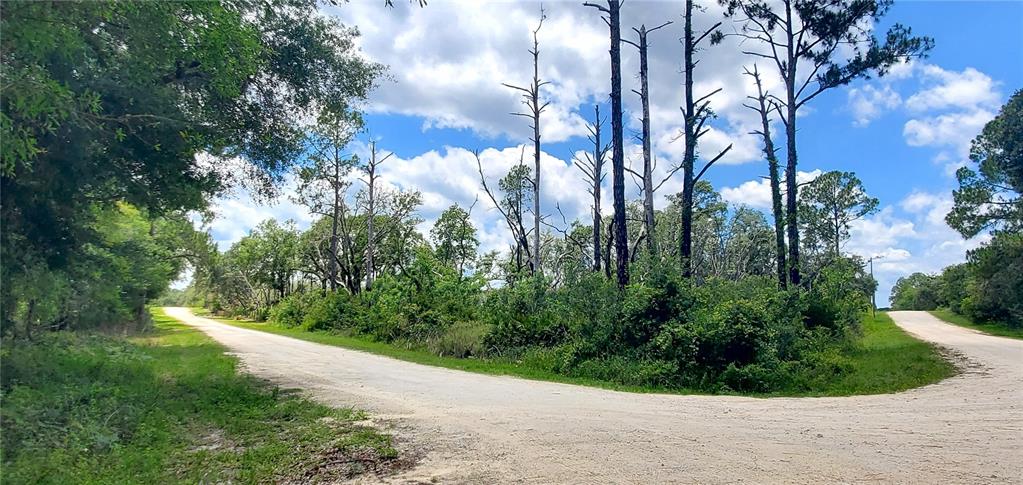 A dirt road forks through a wooded area with several tall, bare pine trees — CORAL ROCK DRIVE, WEBSTER, FL