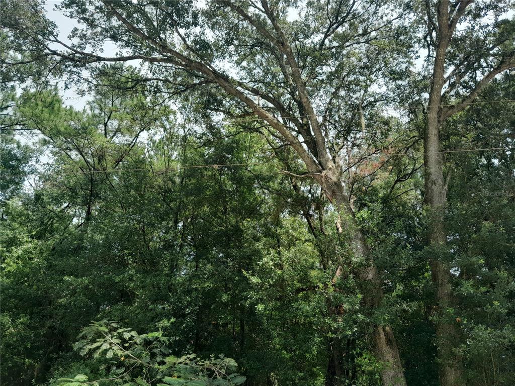 A dense, wooded area featuring large, mature trees with thick green foliage — SE 108TH TERRACE, MORRISTON, FL