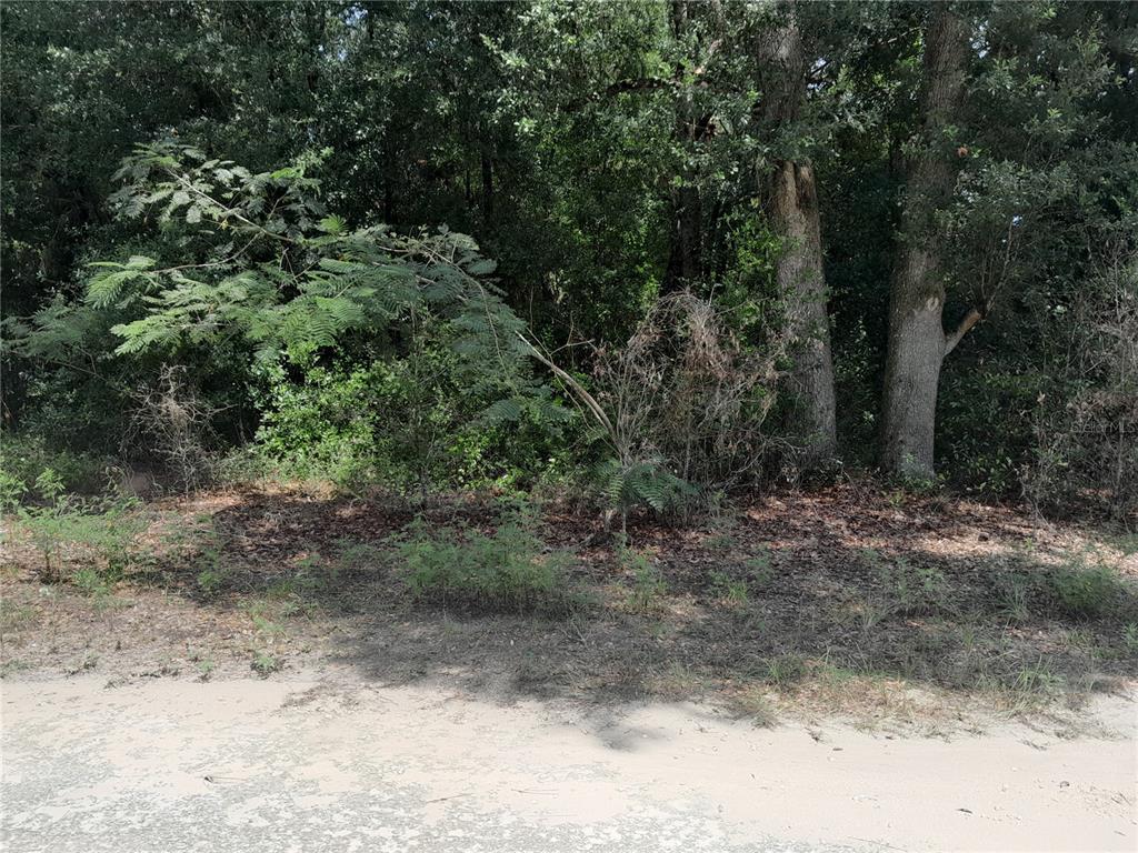A view of a sandy area leading to a dense wooded lot with mature trees — SE 108TH TERRACE, MORRISTON, FL