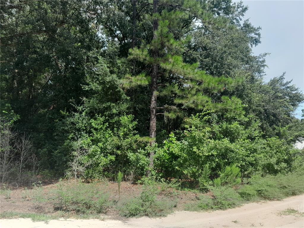 A wooded, undeveloped lot with a dirt road in the foreground — SE 108TH TERRACE, MORRISTON, FL