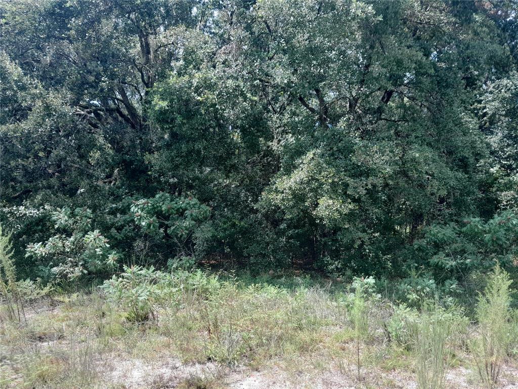 A dense, wooded area features mature trees and low-lying brush in a natural outdoor setting — SE 108TH TERRACE, MORRISTON, FL