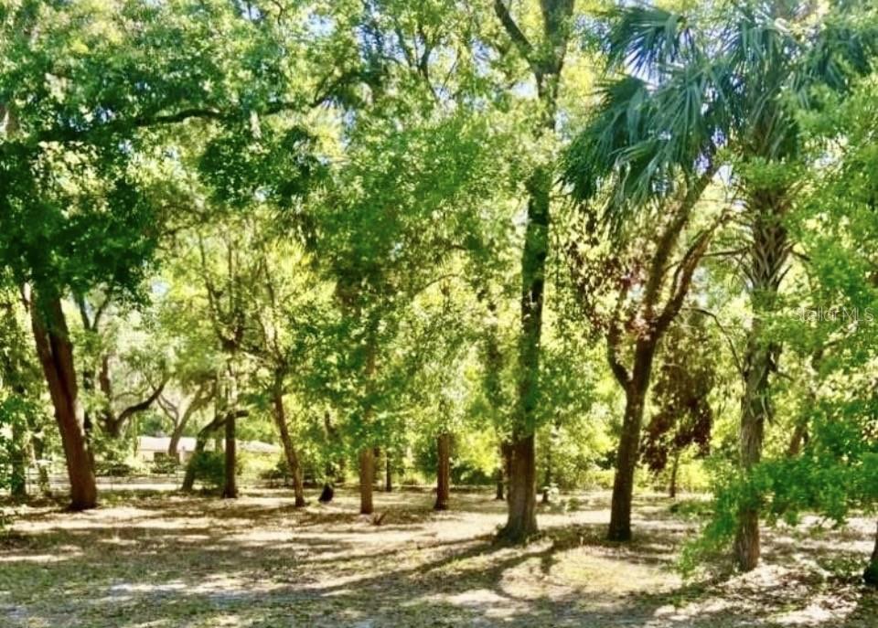 A wooded lot with many mature trees and dappled sunlight on the ground — 3390 WOODBERRY COURT, KISSIMMEE, FL