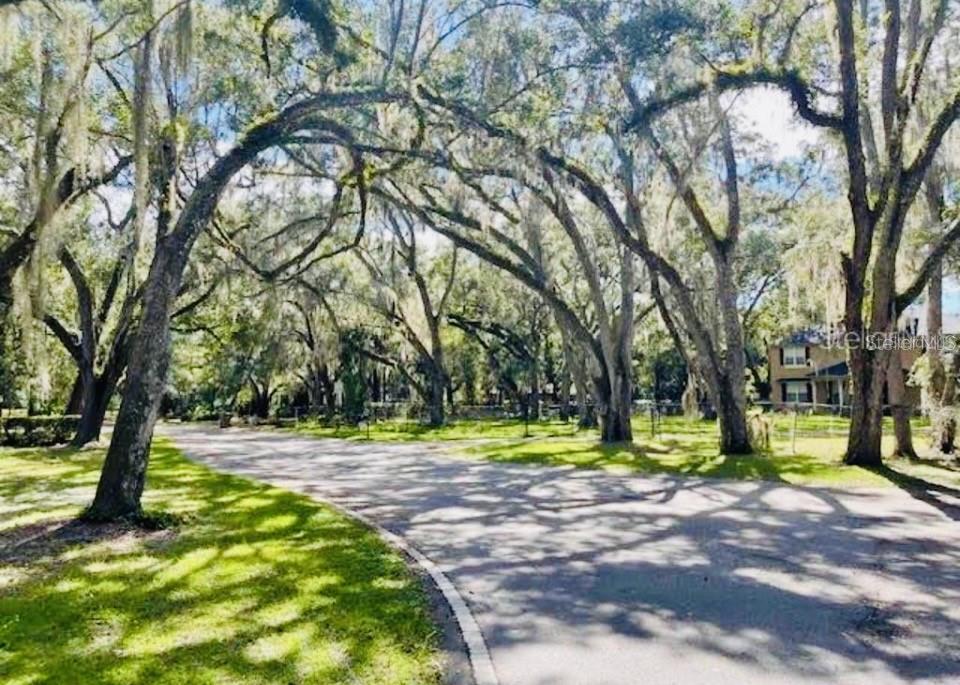 A paved driveway curves through a yard shaded by large, moss-draped oak trees — 3390 WOODBERRY COURT, KISSIMMEE, FL