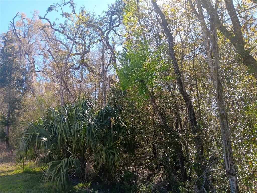 145 PALM DRIVE, BRONSON, FL — photo 4 of 7
