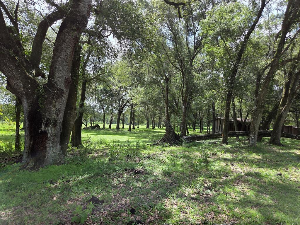 A large, mature oak tree stands in the foreground of a grassy, wooded lot — CR 614A, BUSHNELL, FL