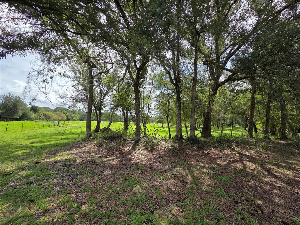 A grassy field is viewed through a line of mature trees on a sunny day — CR 614A, BUSHNELL, FL