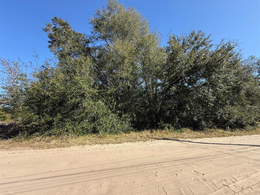 A dirt road runs in front of a dense cluster of trees under a clear sky — 771 NW 57 TH AVENUE, OCALA, FL