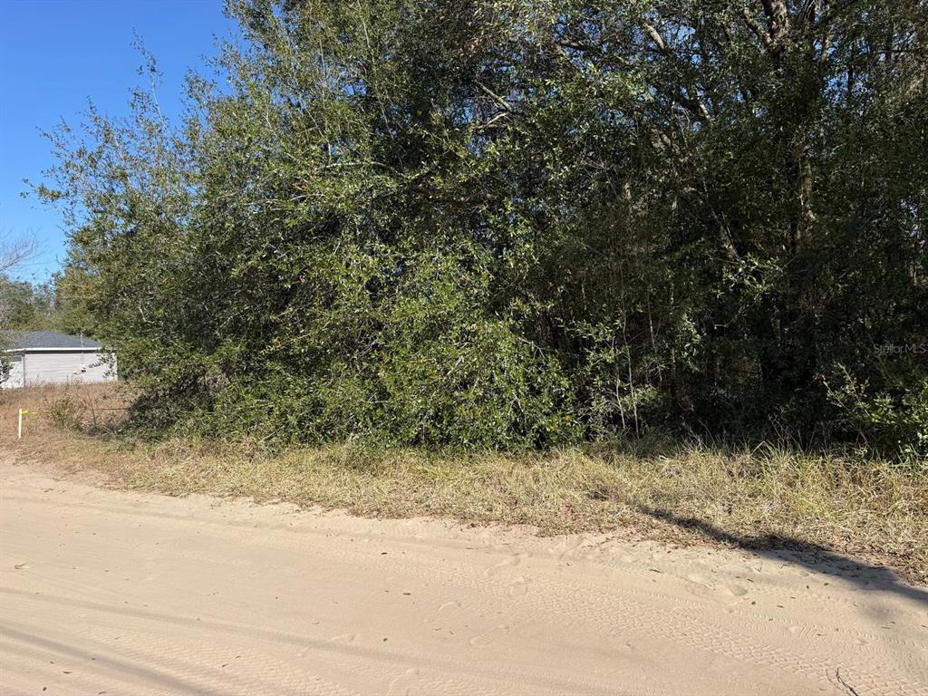 A dirt road runs in front of a densely wooded, undeveloped lot — 771 NW 57 TH AVENUE, OCALA, FL