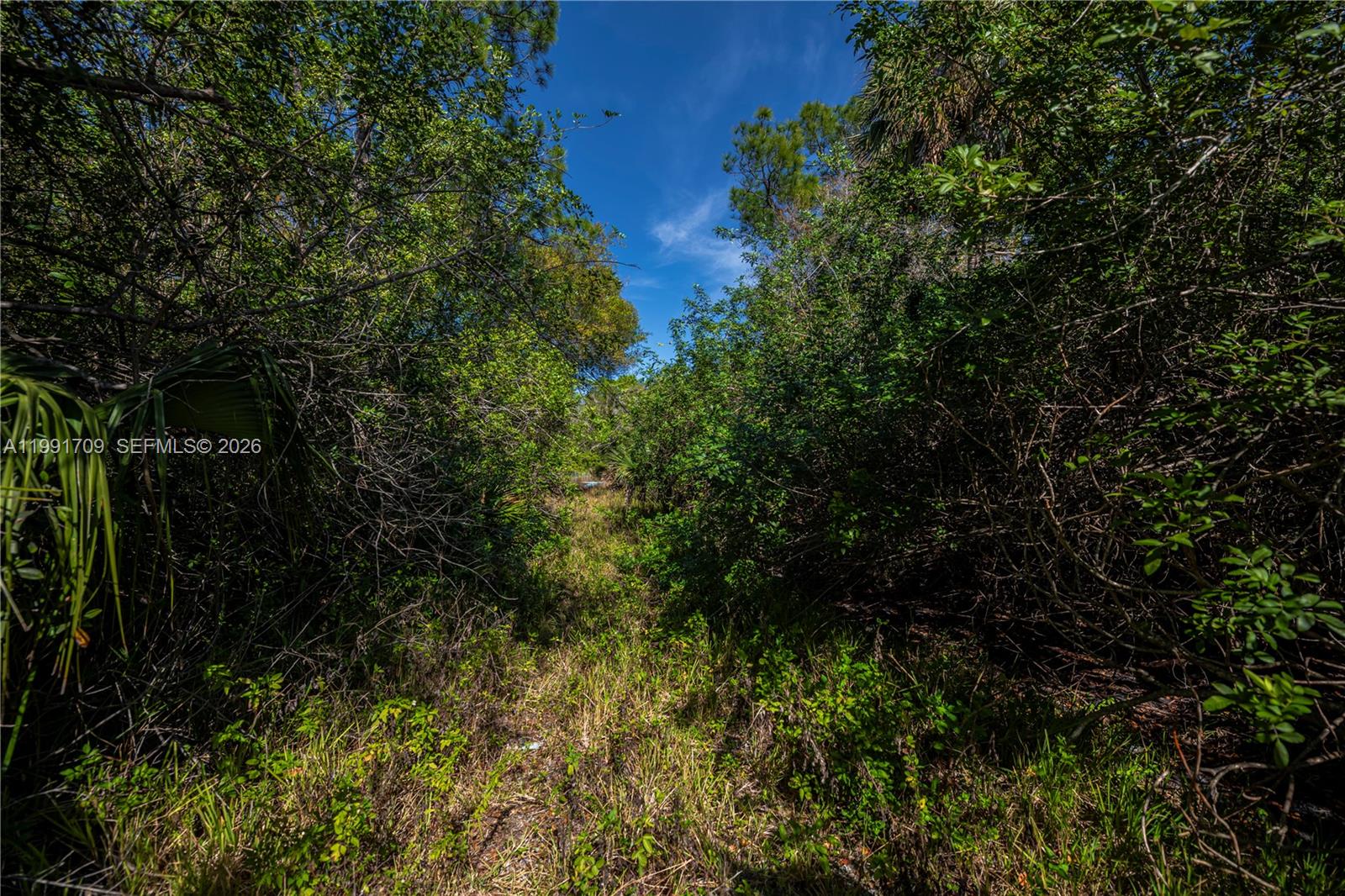 A narrow, overgrown dirt path leads through dense green trees and shrubs under a blue sky — 850 G RD, La Belle FL 33935, LA BELLE, FL