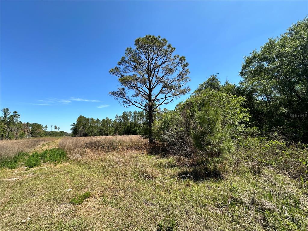 A tall pine tree stands in a grassy field bordered by a dense forest — TBD NE 128TH LANE, BRONSON, FL
