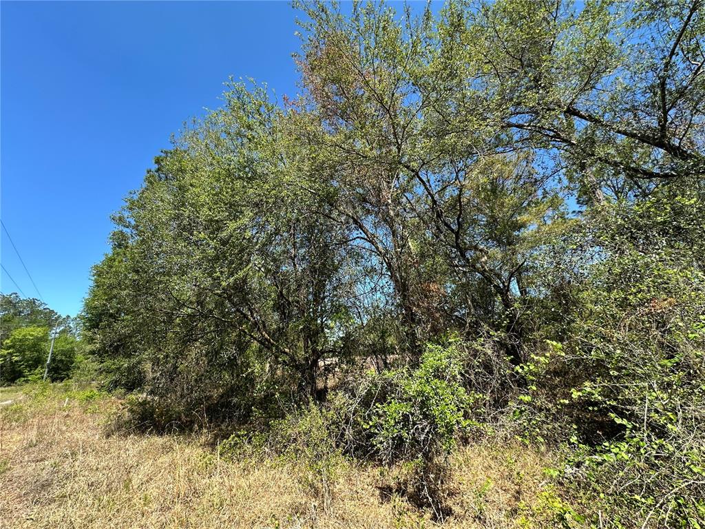 A view of a wooded lot with dense trees and brush under a clear sky — TBD NE 128TH LANE, BRONSON, FL
