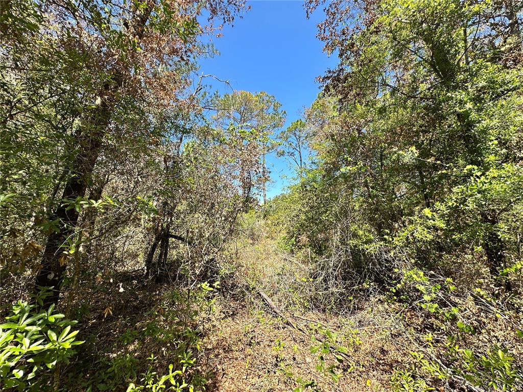 A view of a wooded area with dense trees and brush under a clear sky — TBD NE 128TH LANE, BRONSON, FL