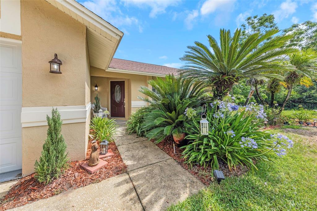 A concrete walkway leads to the front door of a tan house with lush landscaping — 2437 HAWK AVENUE, PALM HARBOR, FL