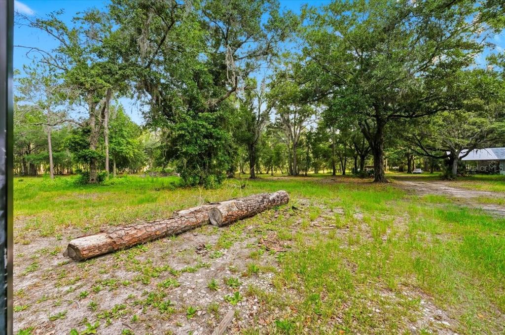 A large log lies on the grass in a wooded, undeveloped outdoor lot — 1425 PIONEER DRIVE, LAKELAND, FL
